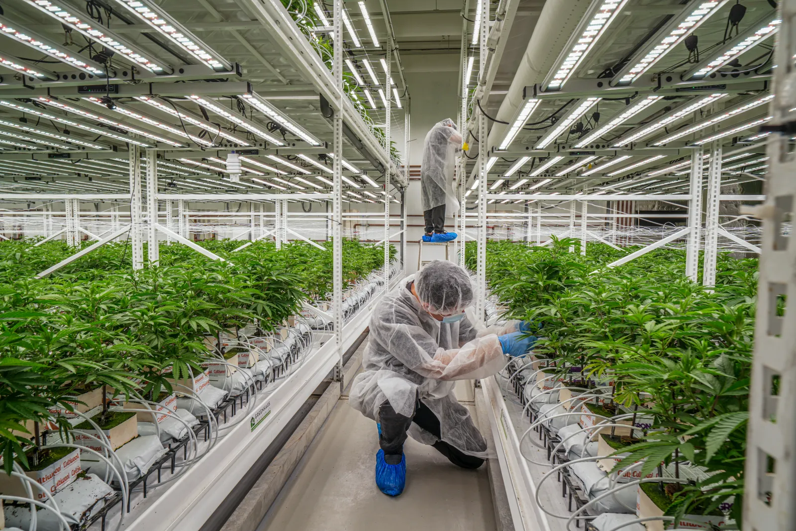 Astrasana cannabis cultivation room