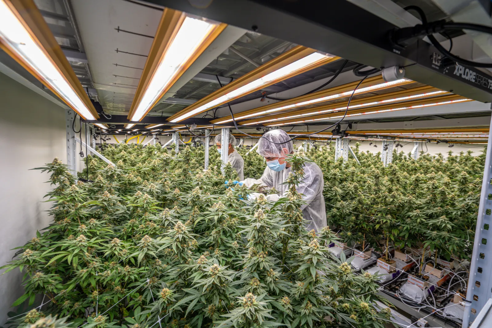 Pharmaceutical processing area